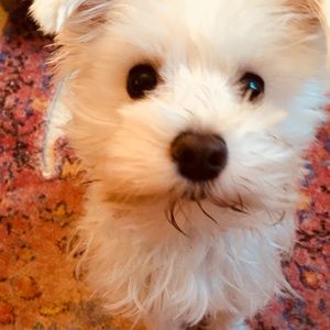 Meet your Posher, Nancy